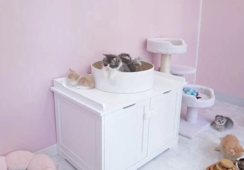 京都の子猫ブリーダー Cat Lounge